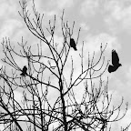 IMG_8783.JPG
