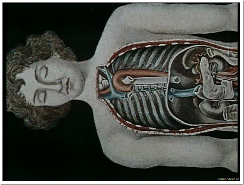 jan svankmajer historia naturae emmerdeur_595 jan svankmajer historia naturae emmerdeur_595