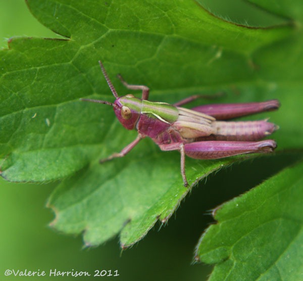 [meadow-grasshopper%255B2%255D.jpg]