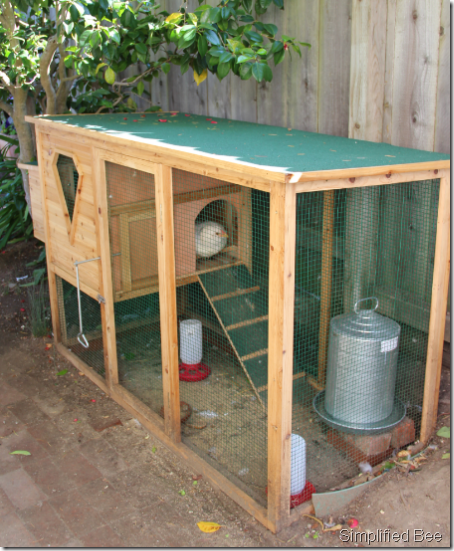 backyard chicken coop doc woody