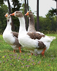 A gaggle of geese...on Martha's farm! A gaggle of geese...on Martha's farm!
