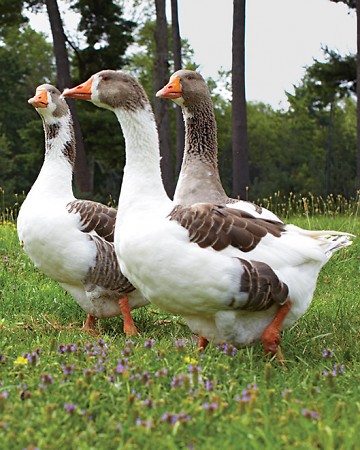A gaggle of geese...on Martha's farm! A gaggle of geese...on Martha's farm!