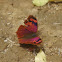 Noble Leafwing