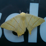 Swallowtail moth