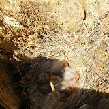 Western Kingbird Nest