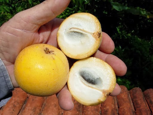 [Pouteria%2520torta%255B4%255D.jpg]