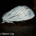 Dscn5693