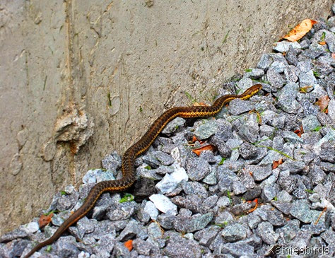 7. garter snake full length-kab