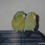 Old Budgie Pics 026.JPG