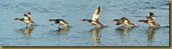 Red-breasted Merganser Take-off Sequence