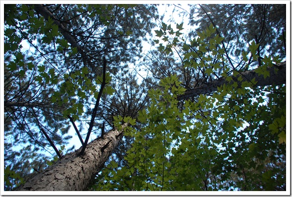 Maple and Spruce