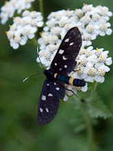 P7156662