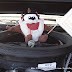 Car Show 1016.jpg
