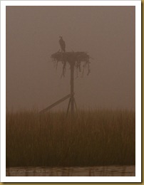 untitled Osprey on Nest fogMSB_9629 August 27, 2011 NIKON D300S