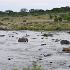 Hippos und Krokodile am Mara-Fluss © Foto: Svenja Penzel | Outback Africa