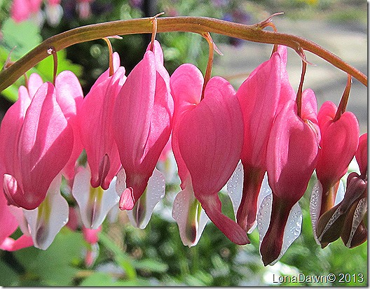 Dicentra_DewDrops