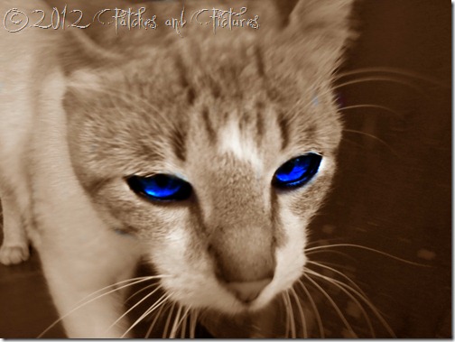 Eyes Eyes