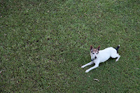 Tom enjoying the freshly cut lawn