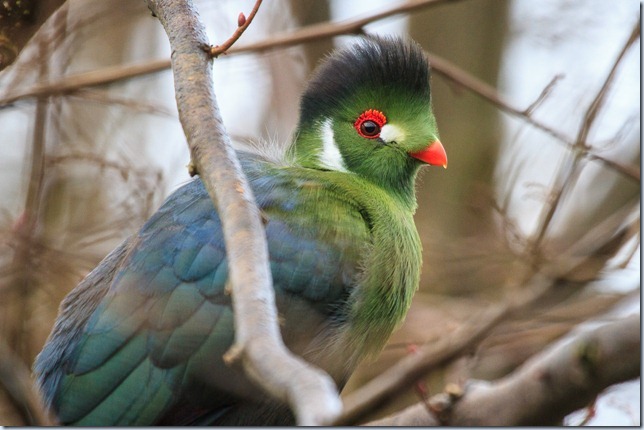 wanstead_turaco-2 wanstead_turaco-2