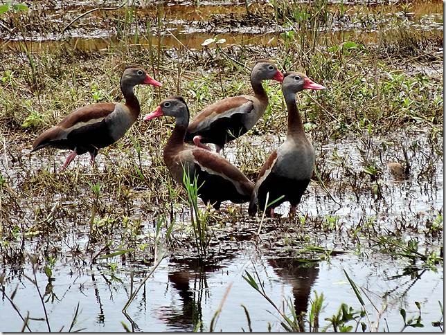 Pantanal_DSC08676