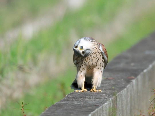 [animals-worried-face-19%255B2%255D.jpg]
