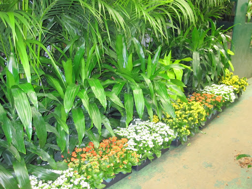A line of different plants and flowers.