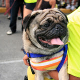 Pet Express Doggie Run 2012 Philippines. Jpg (20).JPG