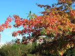 2005 - Seattle MVP - Fall Colors