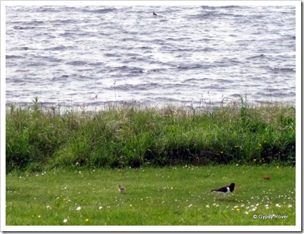 Oyster Catcher and chick. can you spot it.