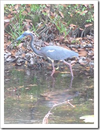 Florida vacation at condo Little blue heron7