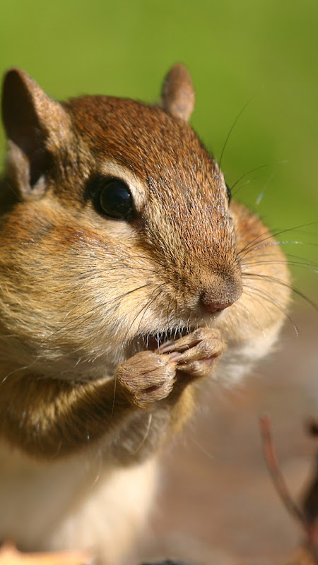 可愛い動物のスマホ壁紙まとめ 女子にお勧め壁紙待ち受けまとめ 可愛い動物のスマホ壁紙まとめ 女子にお勧め壁紙待ち受けまとめ
