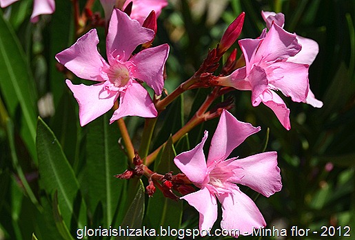 Glória Ishizaka - minhas flores - 2012 - 9