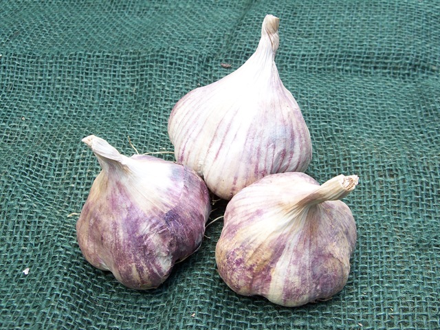 [garlic_trio_3%255B2%255D.jpg]