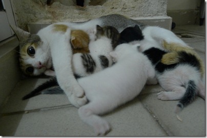 mummy cat and her four kittens