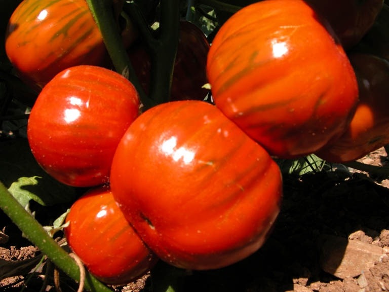 [Solanum-aethiopicum2.jpg]