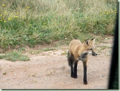 Red fox Red fox