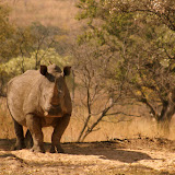 Rhino