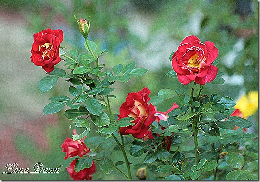 Ketchup_mustard_Roses3