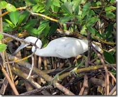 Bird in the mangrove