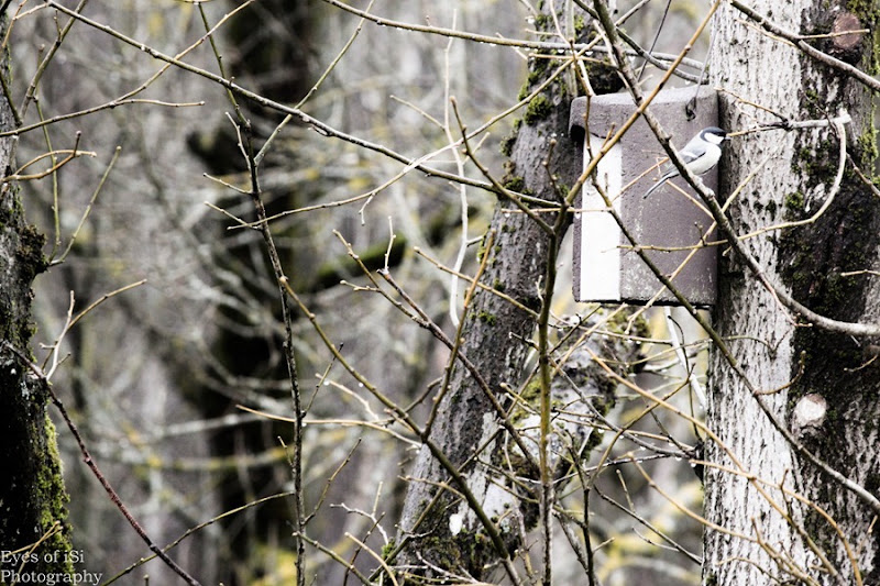 Eyes-of-iSi-Kohlmeise-Baum-Vogelhaus Eyes-of-iSi-Kohlmeise-Baum-Vogelhaus