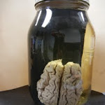 brain_reflection.JPG