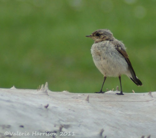 [1-juv-wheatear%255B2%255D.jpg]