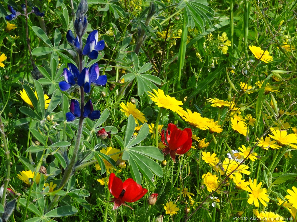 [2012-03-23%2520Socho%2520Flowers%2520032%255B7%255D.jpg]