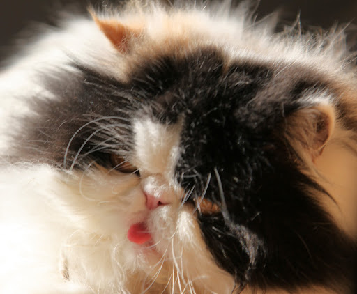 When we cats groom, backward pointing spikes on our tongues function much like the teeth of a comb.