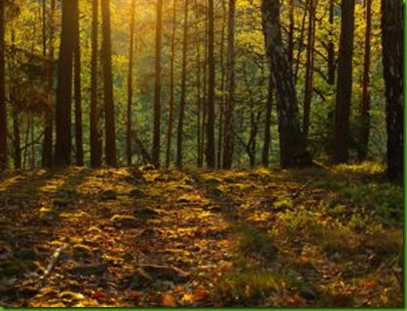 1184480_sunset_in_forest