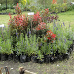 What to buy at The Sila's Agrotourism - Bali