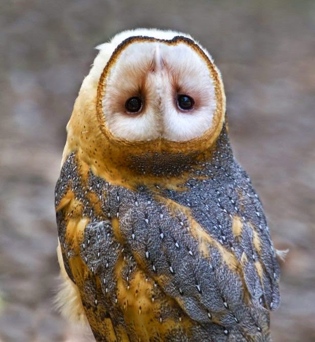 [-Owl-with-an-upside-down-head2.jpg]