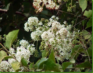 Cordia trichotoma Cordia trichotoma