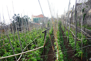 Haricots au petits oignons sur la Levada de Piornais
