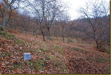 castagneto 07